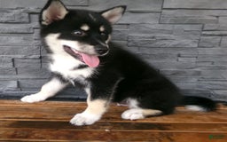 Pomsky dogs for sale: Sammy - Image 20