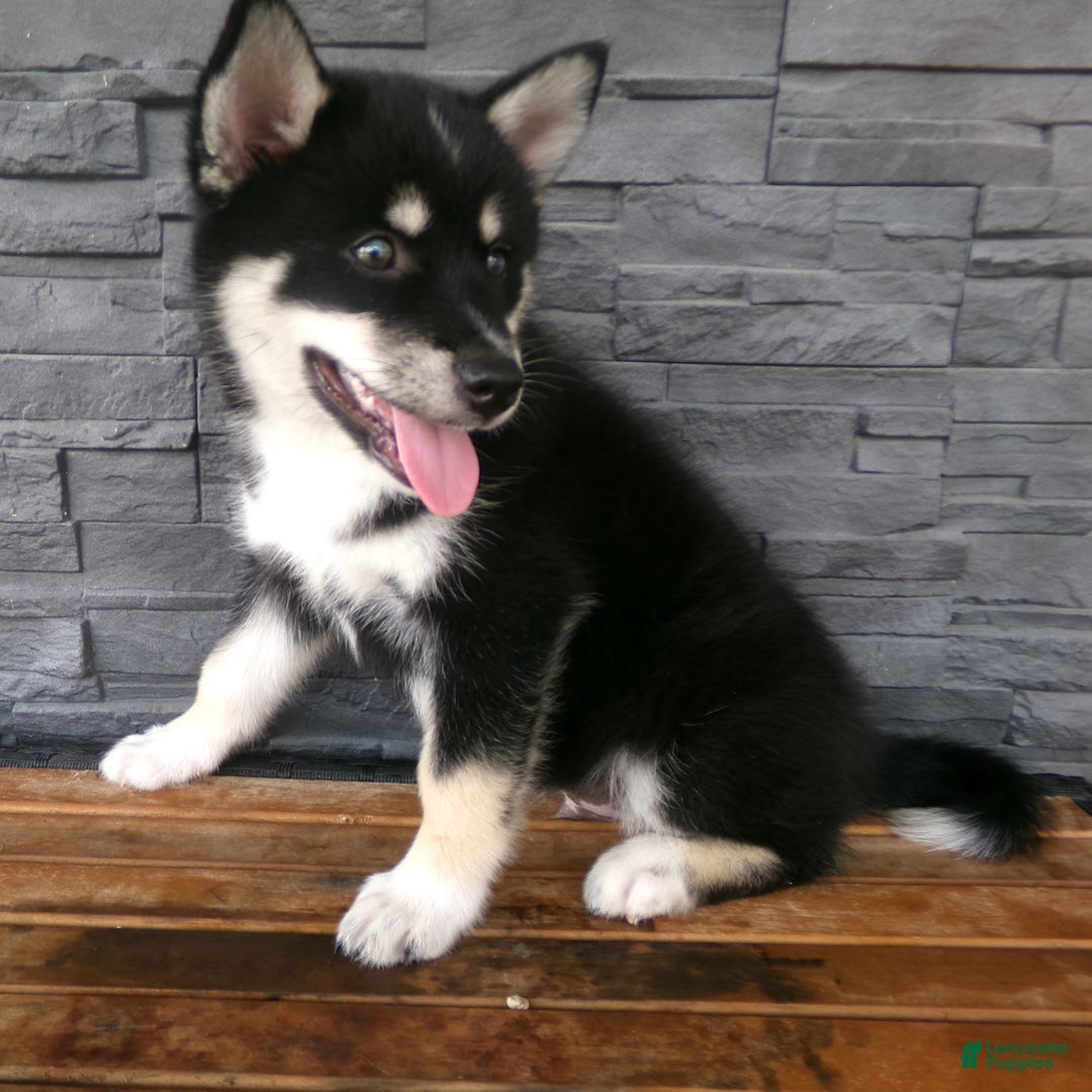 Pomsky dogs for sale: Sammy - Image 20