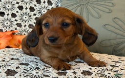 Miniature Dachshund dogs for sale: Max - Image 4