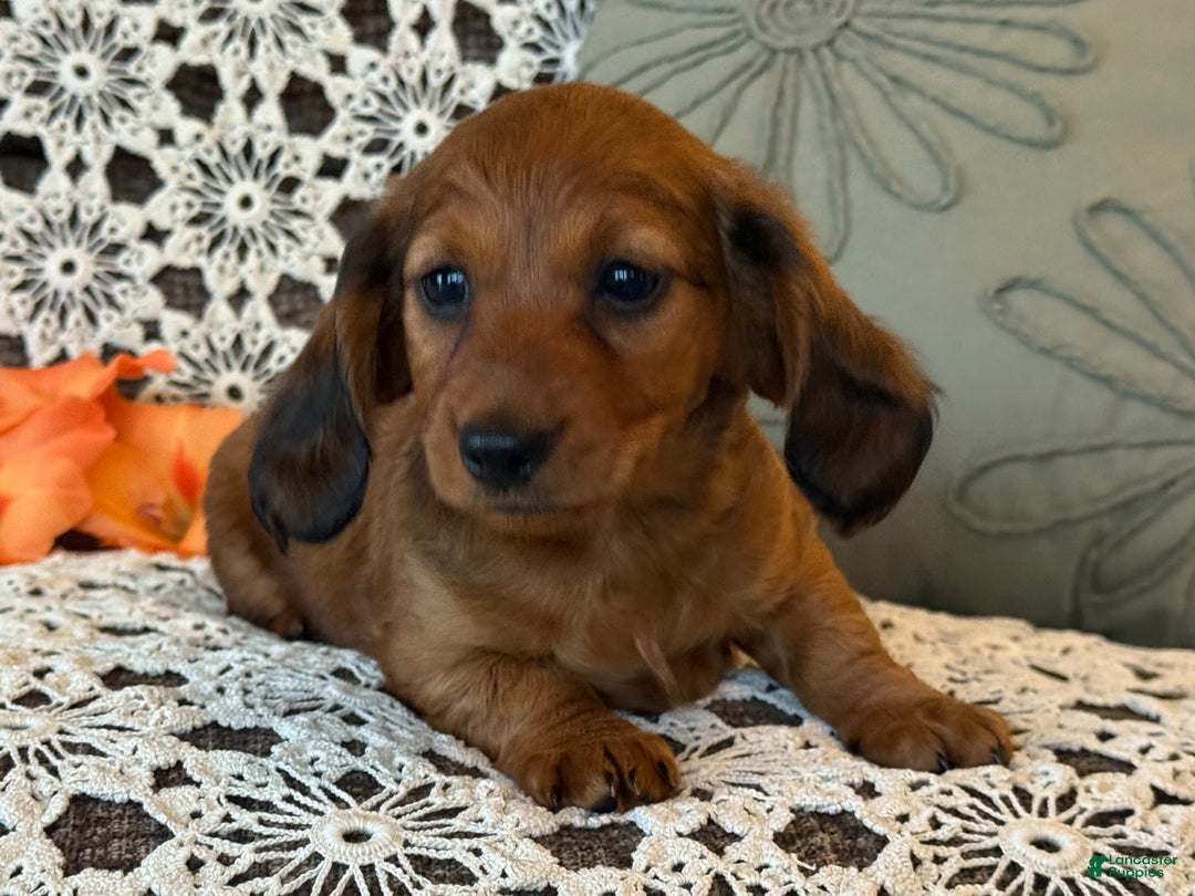 Miniature Dachshund dogs for sale: Max - Image 4