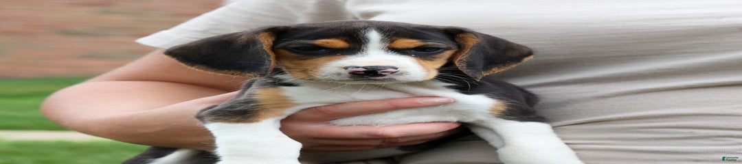 Kirby
