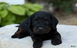 Cavapoo dogs for sale: Luna - Image 18