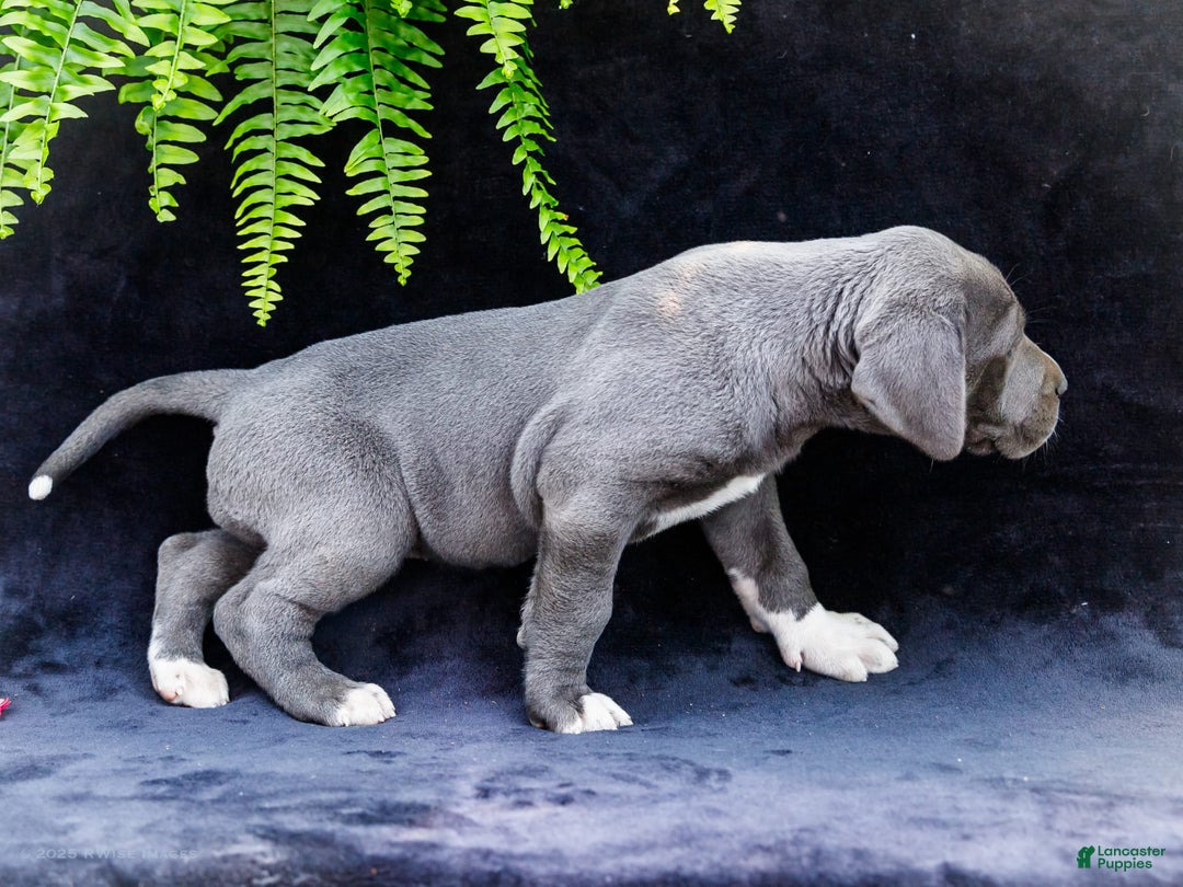 Great Dane dogs for sale: Molly - Image 15