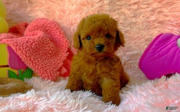 Toy Poodle dogs for sale: Rose - Image 4