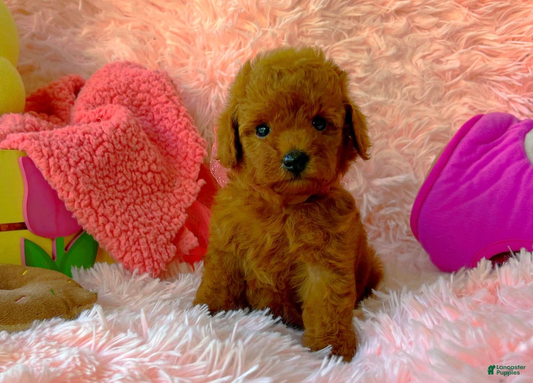 Toy Poodle dogs for sale: Rose - Image 4