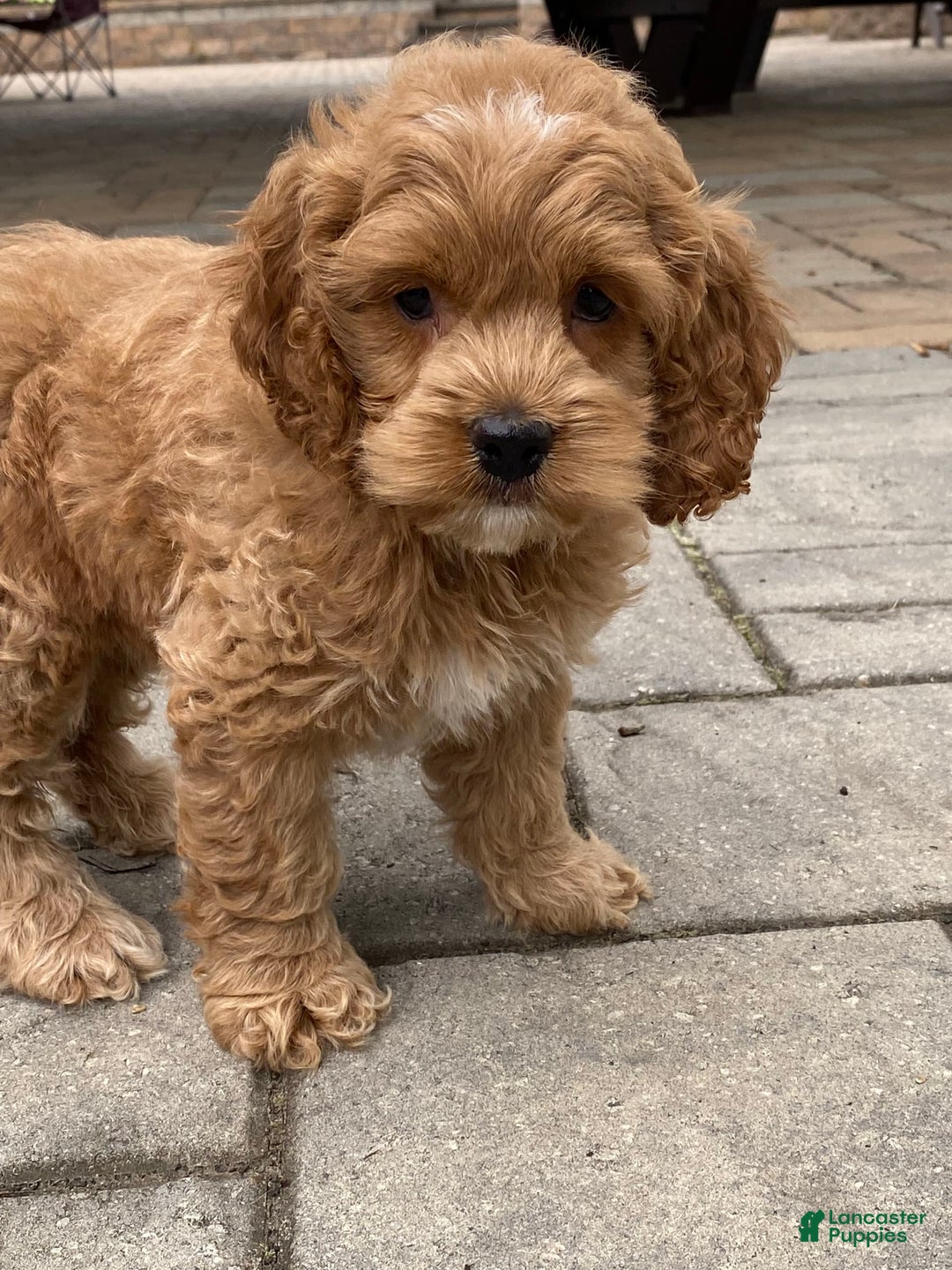 Cockapoo dogs for sale: Cockapoo 4 puppies - Image 25