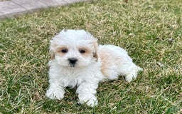Havanese dogs for sale: George - Image 4
