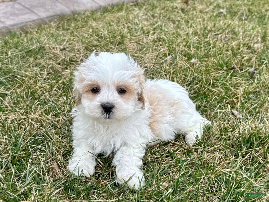 Havanese dogs for sale: George - Image 4