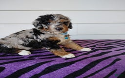 Bernedoodle dogs for sale: Bernedoodle 5 puppies - Image 12