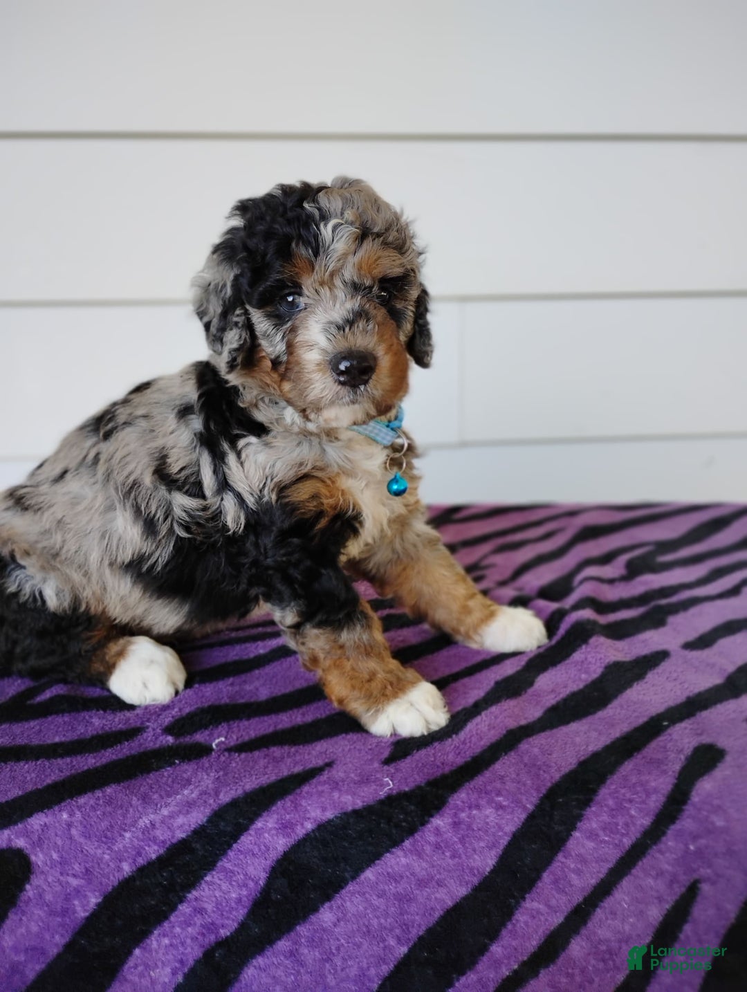 Bernedoodle dogs for sale: Bernedoodle 5 puppies - Image 12