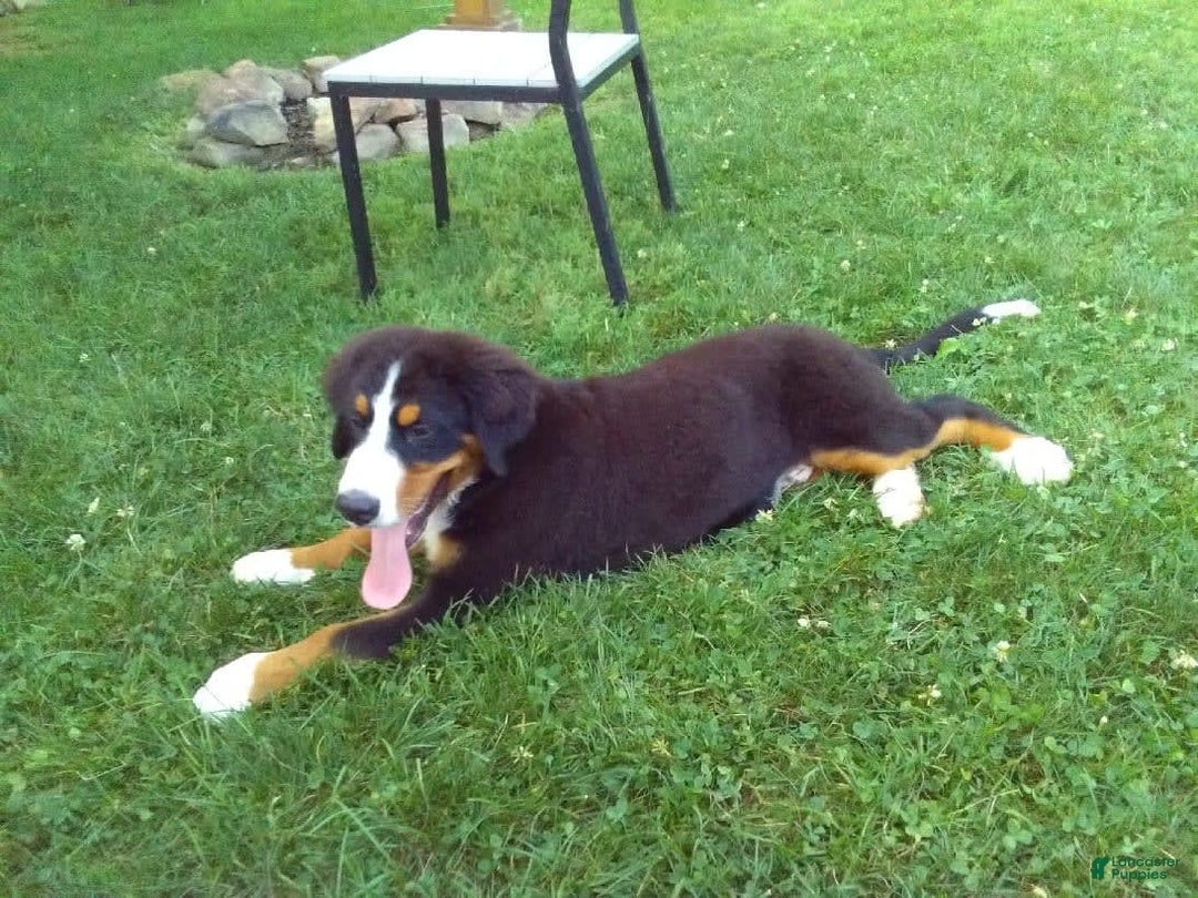 Bernese Mountain Dog dogs for sale: Ronald - Image 8