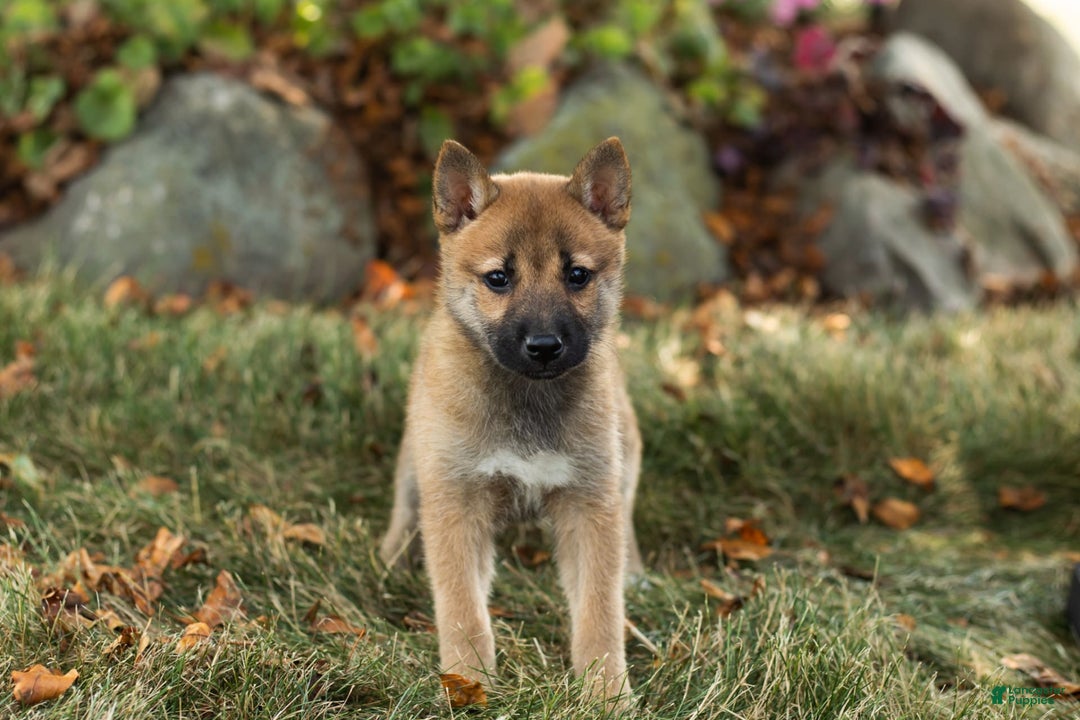 Shiba Inu dogs for sale: Jacquline - Image 2