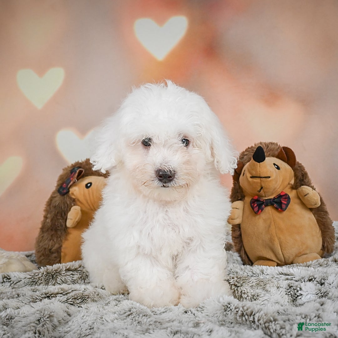 Bichon Frise dogs for sale: Kendrick - Image 9