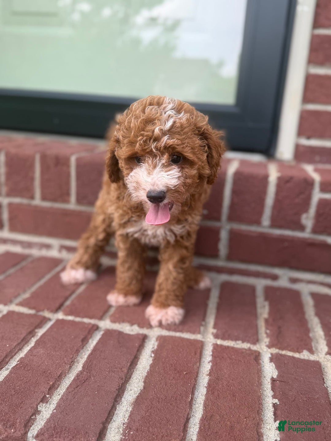 Miniature Poodle dogs for sale: Reba - Image 1