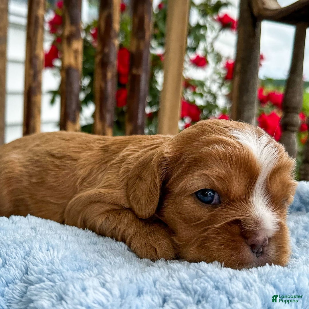 Cavalier King Charles Spaniel dogs for sale: Roscoe - Image 5