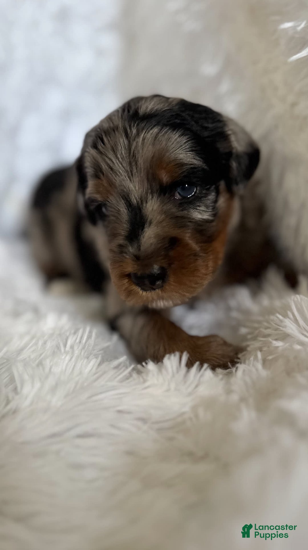 Bernedoodle dogs for sale: Merle Girl A - Image 8