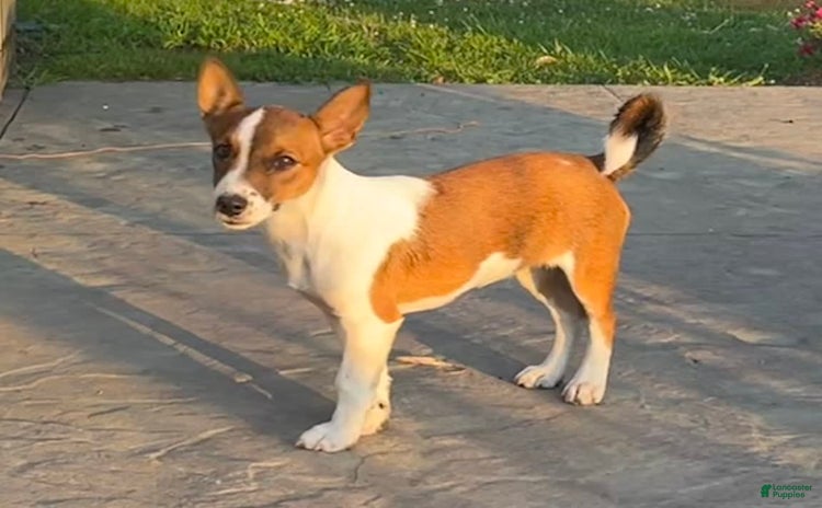 Jack Russell Terrier dogs for sale - Ad 1