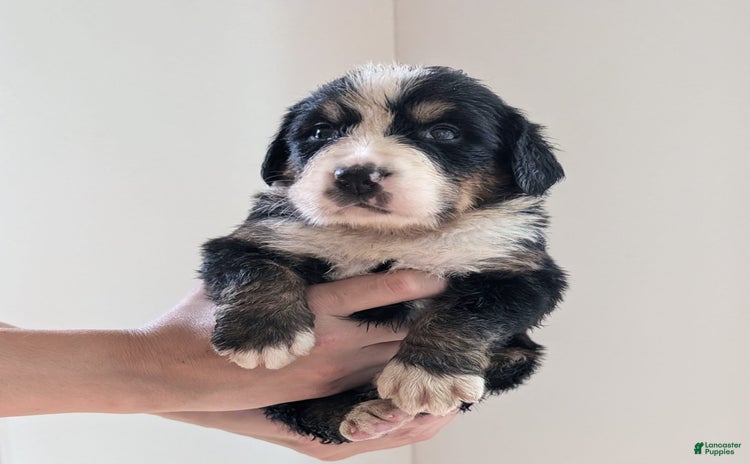 Bernese Mountain Dog dogs - Advert 4