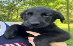 German Shepherd dogs for sale: Jax - Image 2