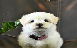 Maltese dogs for sale: Freya - Image 3