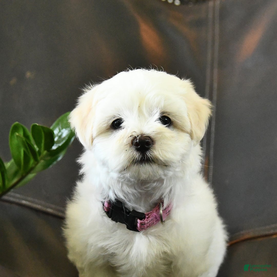 Maltese dogs for sale: Freya - Image 3