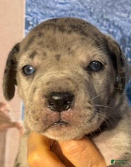 Lucy - Blue Merle