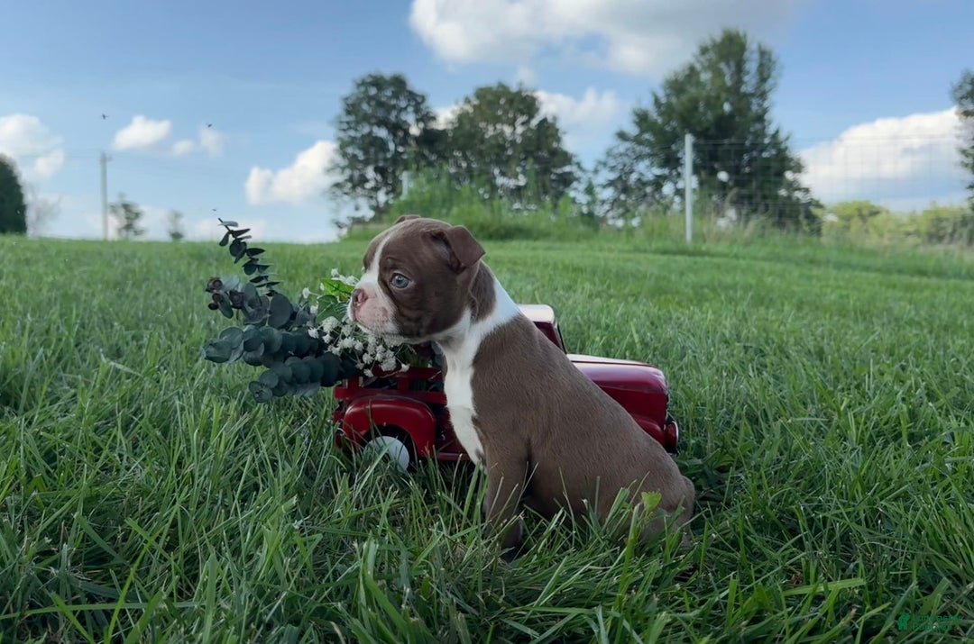 Boston Terrier dogs for sale: Carlin - Image 3