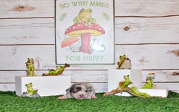 Chihuahua dogs for sale: Yolo - Image 4