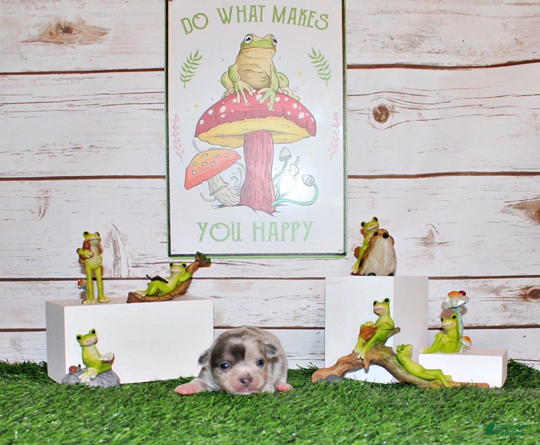 Chihuahua dogs for sale: Yolo - Image 4
