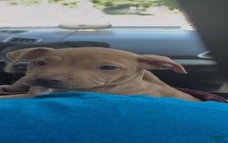 American Pit Bull Terrier dogs for sale: Honey - Image 2