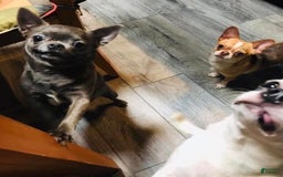 Chihuahua dogs for sale: Tiny Long Coat Female - Image 9