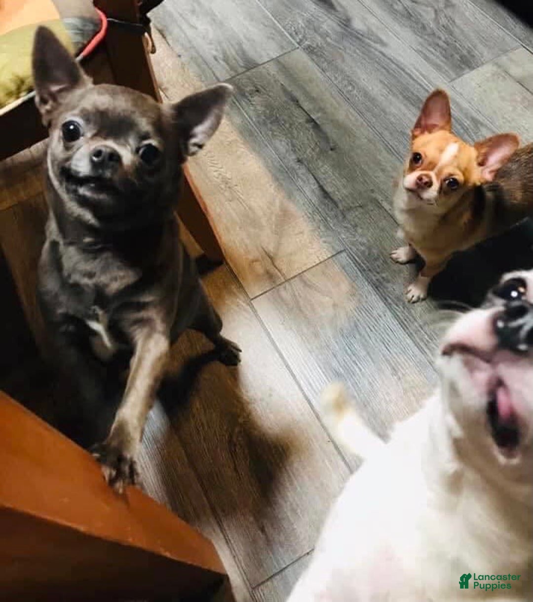 Chihuahua dogs for sale: Tiny Long Coat Female - Image 9