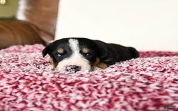 Greater Swiss Mountain Dog dogs for sale: Finn - Image 3