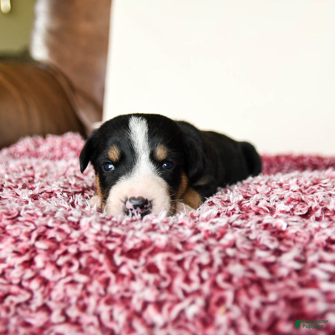 Greater Swiss Mountain Dog dogs for sale: Finn - Image 3