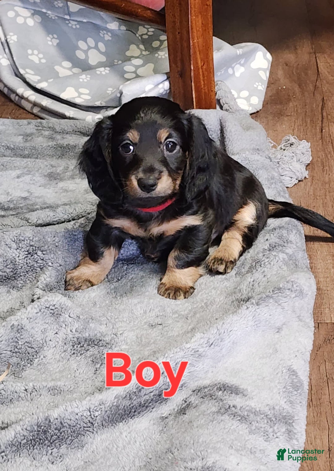 Miniature Dachshund dogs for sale: Miniature Dachshund 5 puppies - Image 1