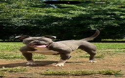 American Bulldog dogs for sale: Irona - Image 1