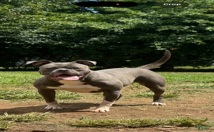 American Bulldog dogs for sale - Ad 4