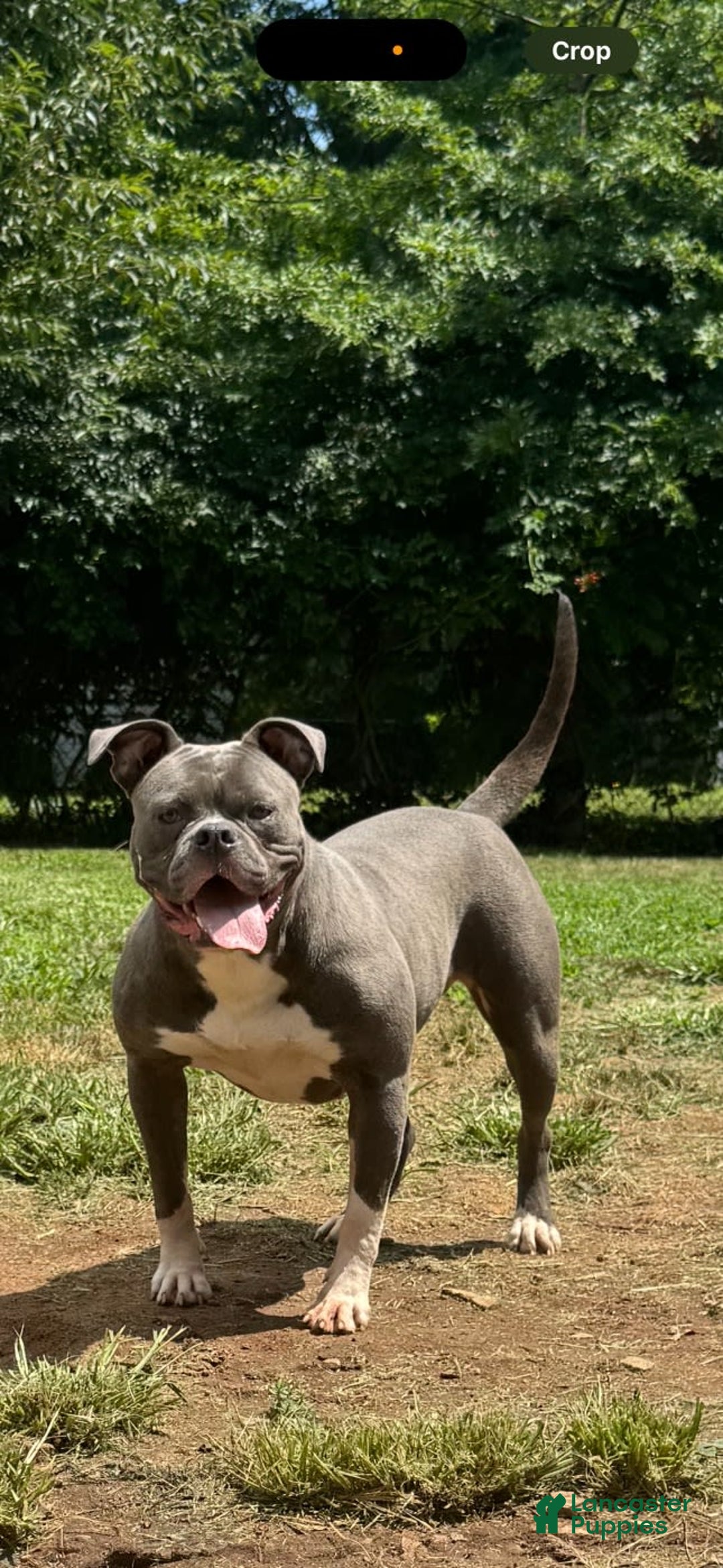 American Bulldog dogs for sale: Irona - Image 1