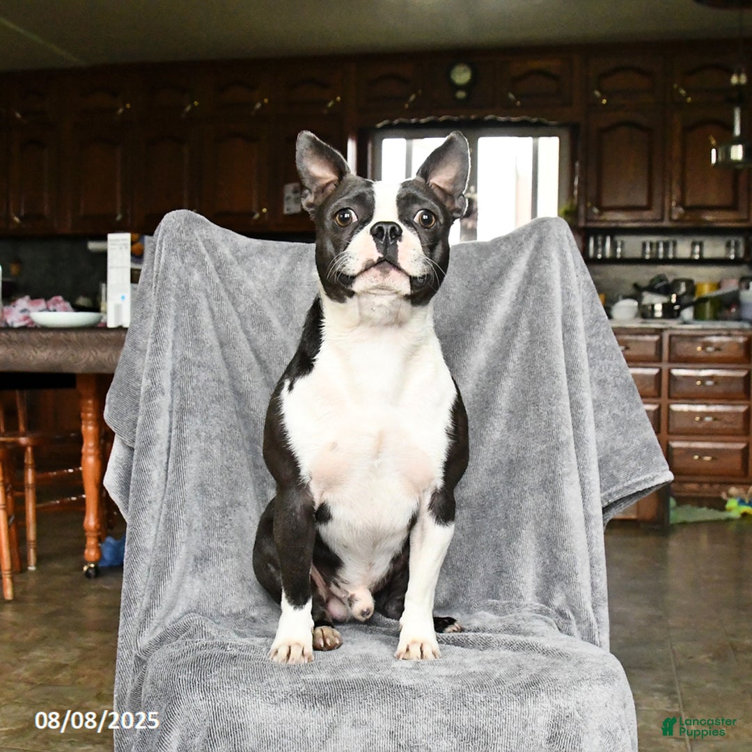 Boston Terrier dogs for sale: Marley - Image 7