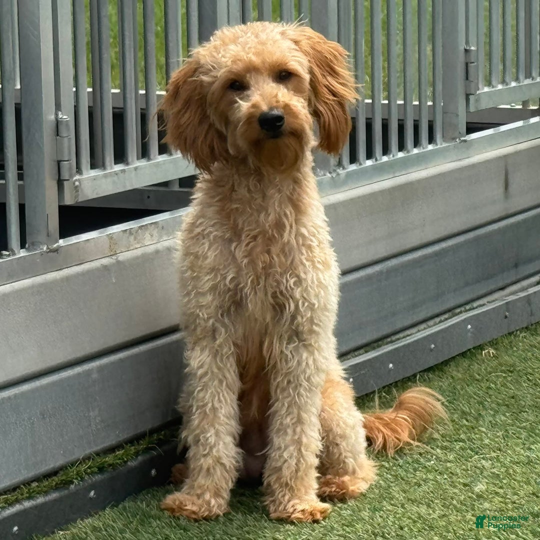 Mini Goldendoodle dogs for sale: Masyn - Image 5