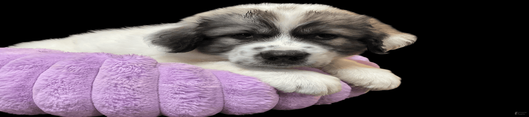 Lewie