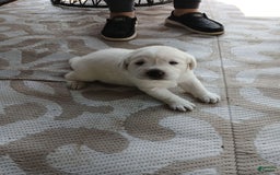 Labrador Retriever dogs for sale: Luna - Image 2
