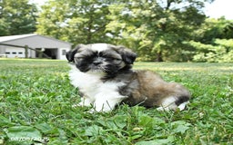 Shih Tzu dogs for sale: Ivy - Image 2