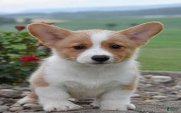 Welsh Corgi Pembroke dogs for sale: Luke - Image 2