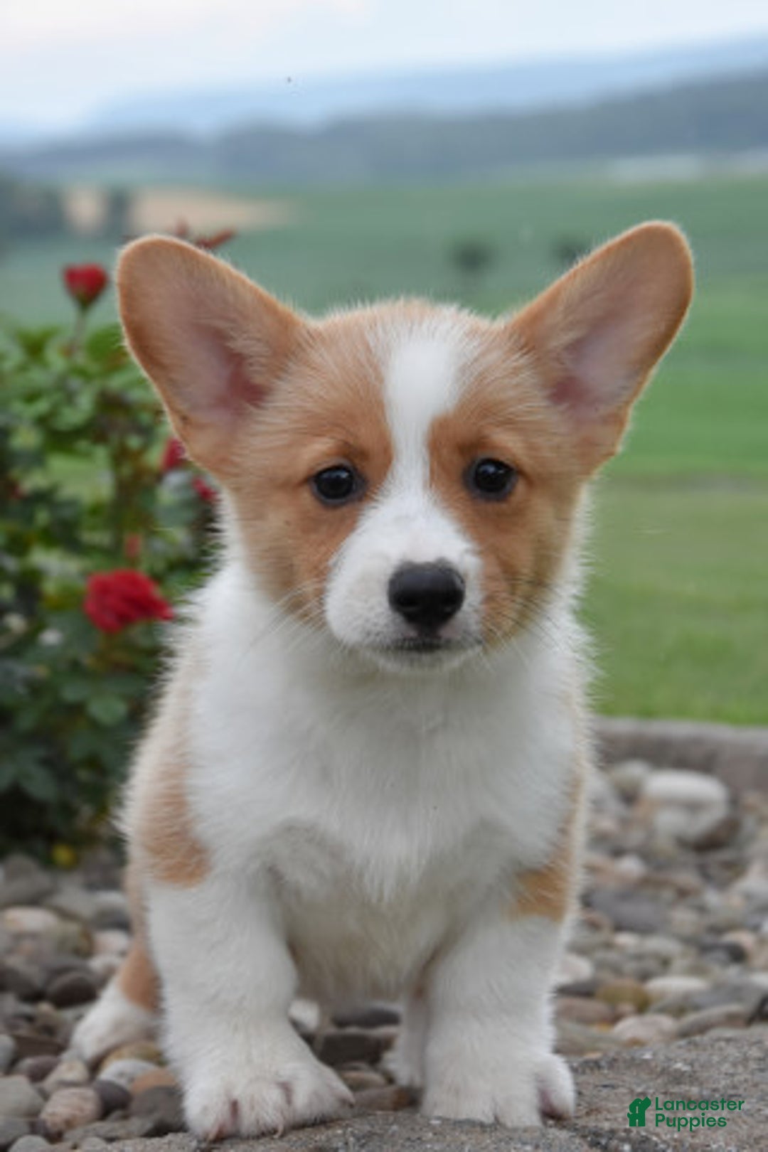 Welsh Corgi Pembroke dogs for sale: Luke - Image 2