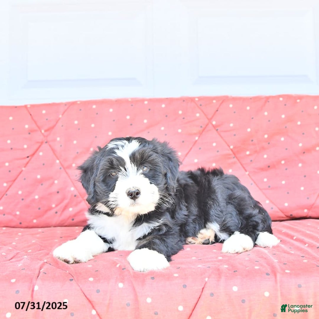 Miniature Bernese Mountain Dog dogs for sale: Candy - Image 10