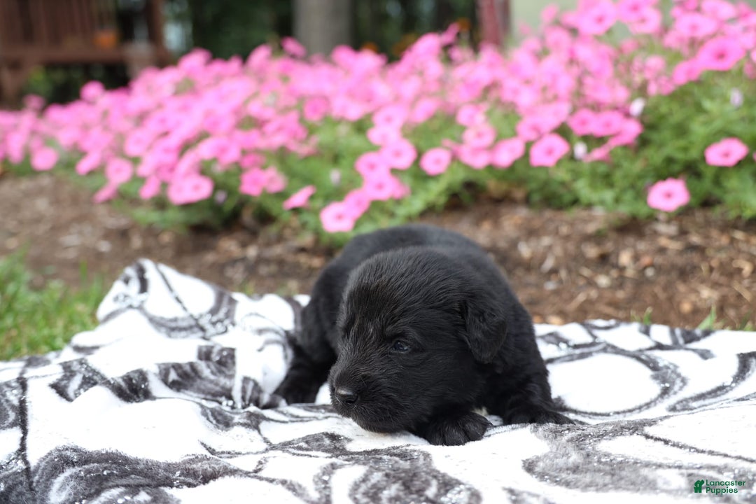Newfoundland dogs for sale: Bear - Image 1