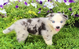 Australian Shepherd dogs for sale: Australian Shepherd 8 puppies - Image 16