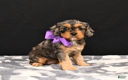 Cavapoo dogs for sale: Charm - Image 4