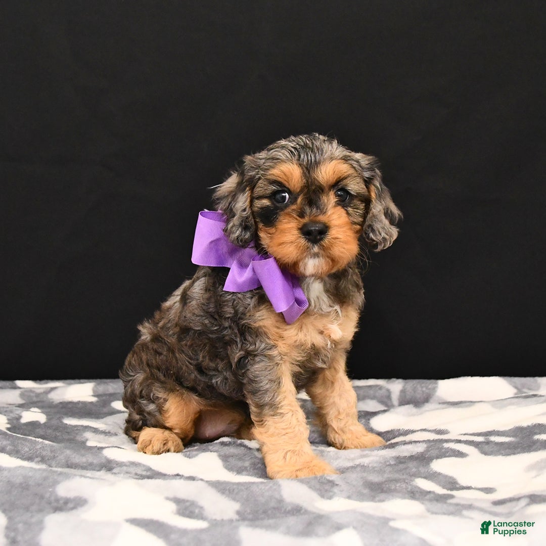 Cavapoo dogs for sale: Charm - Image 4